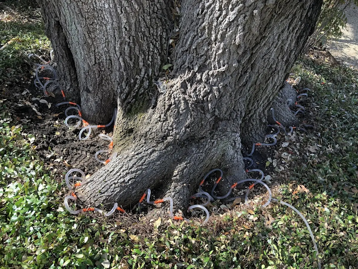 Detailed Shrub and Hedge Trimming job site in East Lyme