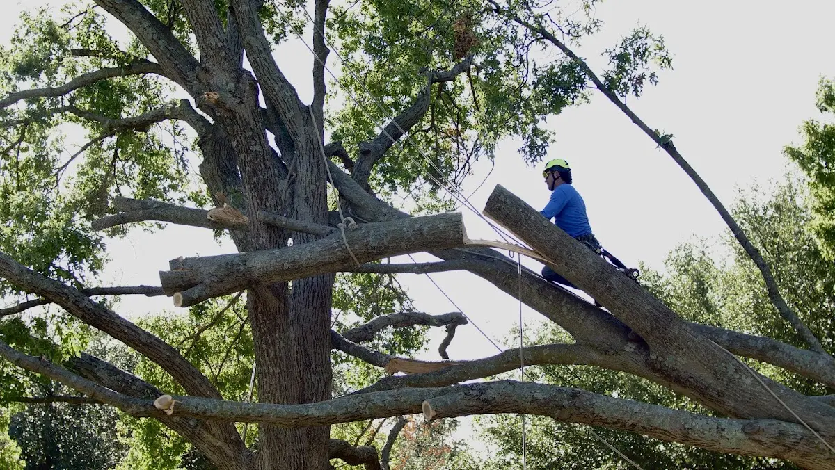 Professional Crown Thinning performed by certified arborists in East Lyme