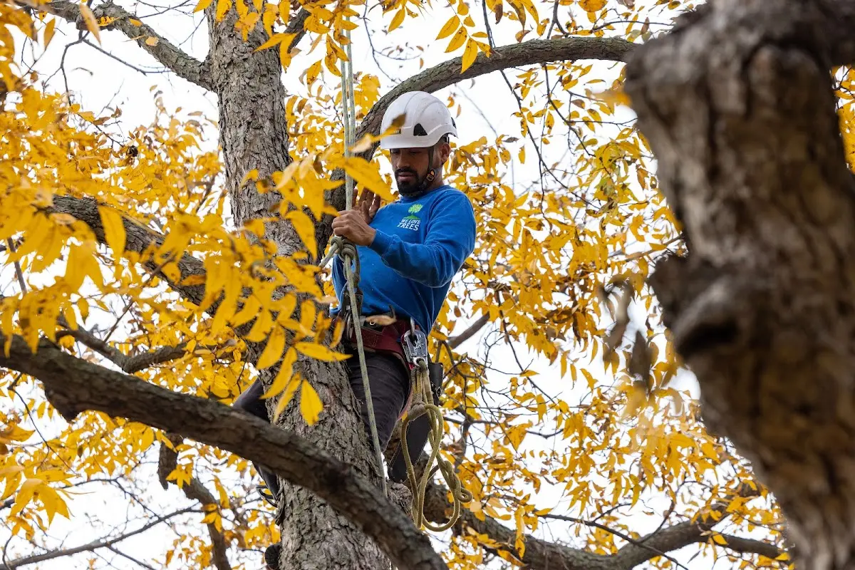 Skilled Storm Damage Cleanup crew working in East Lyme